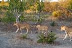 2025_4stars_namibia_664