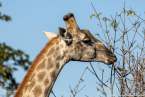 2025_4stars_namibia_676