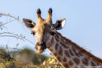 2025_4stars_namibia_683