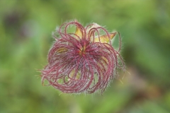 gesaeuse2007_IMG_9975-01