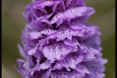 086