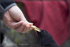 20100606-IMG_8436