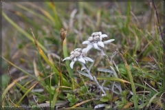 hpuster_htauern_123